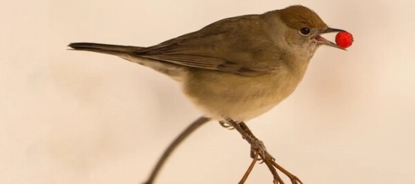 Влияние распространителей семян на восстановление экосистемы